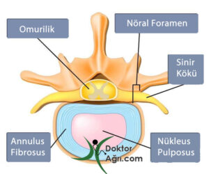 Normal disk anatomisi