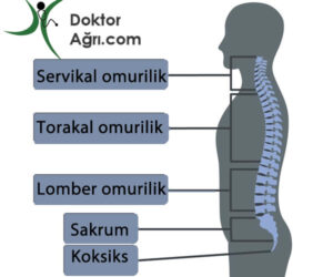 servikal torakal lomber omurga
