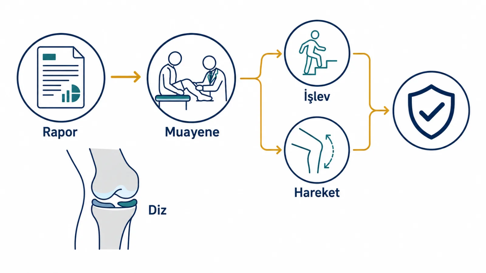 Menisküs grade 2 rapor ifadesinin travma öyküsü, diz muayenesi, şişlik ve işlev ile birlikte okunmasını anlatan klinik karar akışı illüstrasyonu; gerçek görüntü değildir.