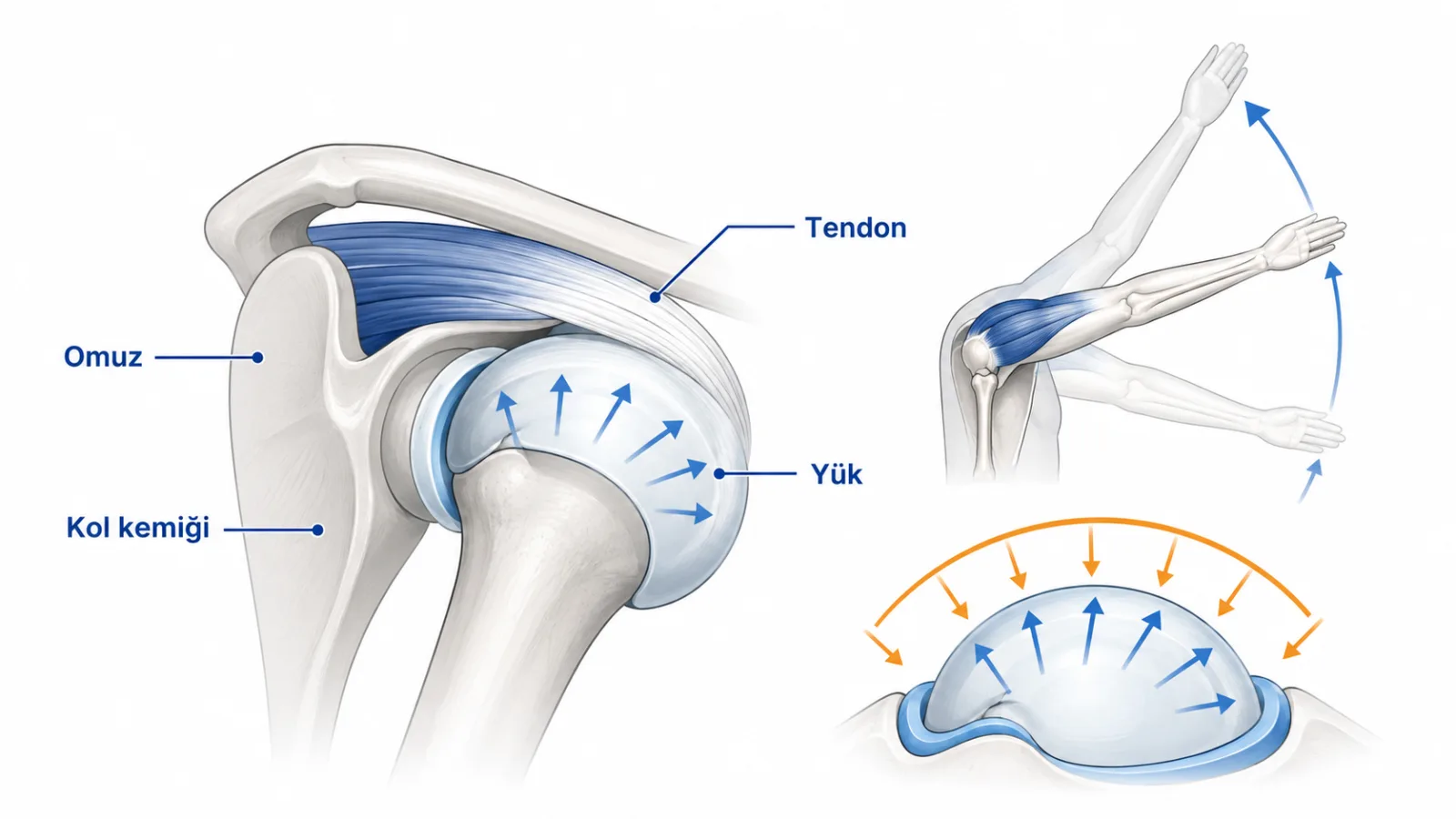 Omuz başı çevresindeki rotator cuff tendonlarının kol kaldırma sırasında eklemi yönlendirmesine ve yük düzenlemesine dair sade mekanizma şeması; gerçek MR değildir.